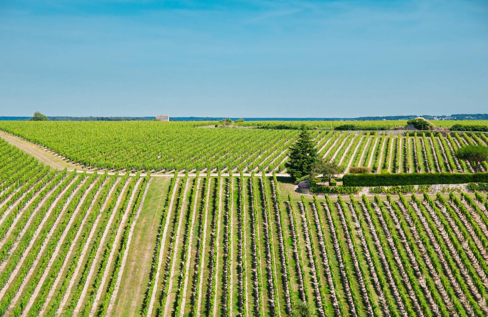 Loire valley vineyards