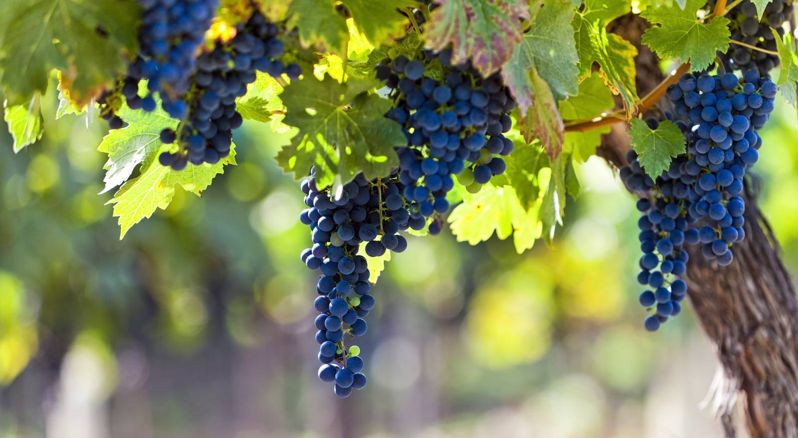 Full Day Private Wine Tour In The Loire Valley