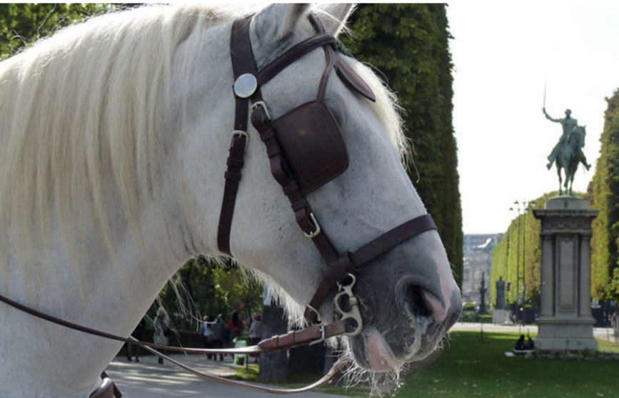 Paris by Horse and Carriage for Families & Kids