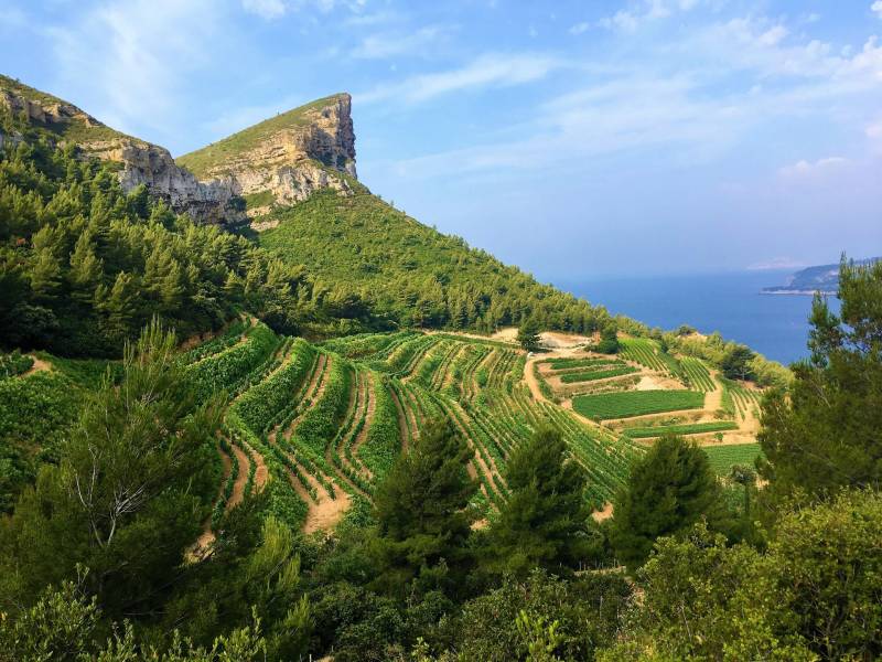 Cassis and Bandol Full Day Private Wine Tour