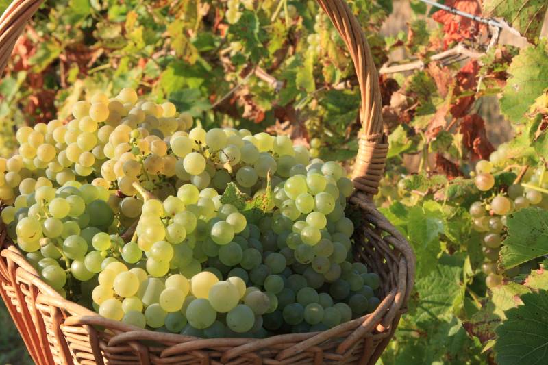 Saint Emilion Full Day Private Wine Tour