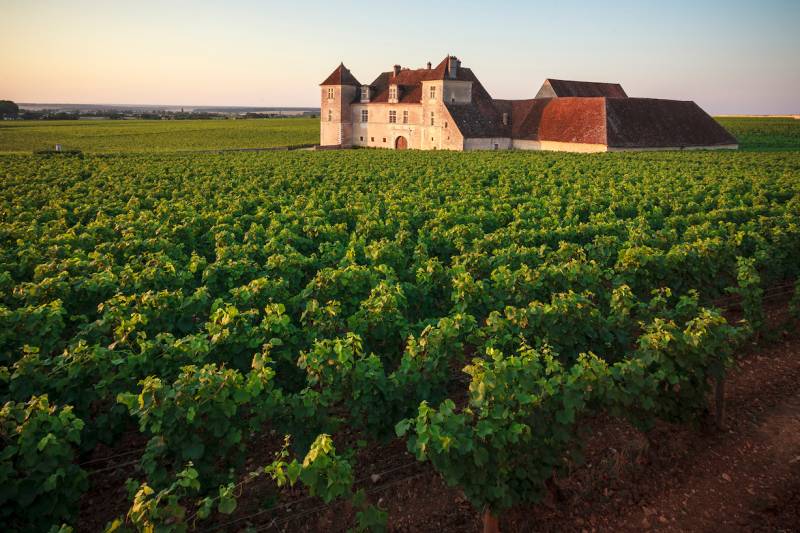 Burgundy's Vineyards by Bike with Wine Tastings