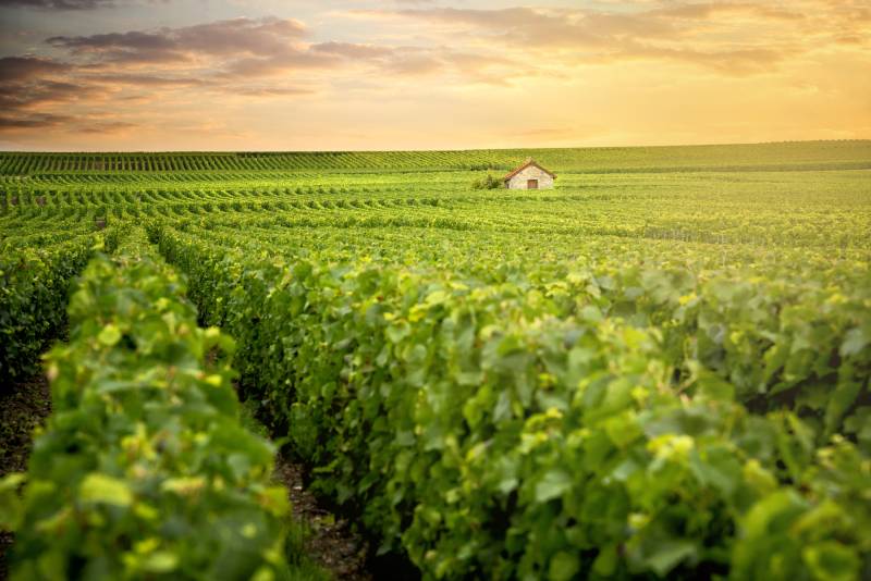 Burgundy's Vineyards by Bike with Wine Tastings
