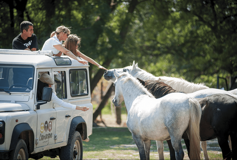 From Avignon:  Safari in Camargue in a 4×4