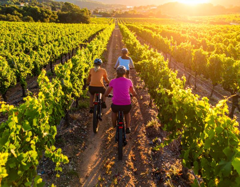 People riding bikes on the vineyards with the sunset
