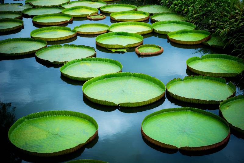 pond at Giverny Monet's House