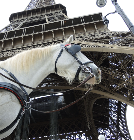 Paris by Horse and Carriage for Families & Kids
