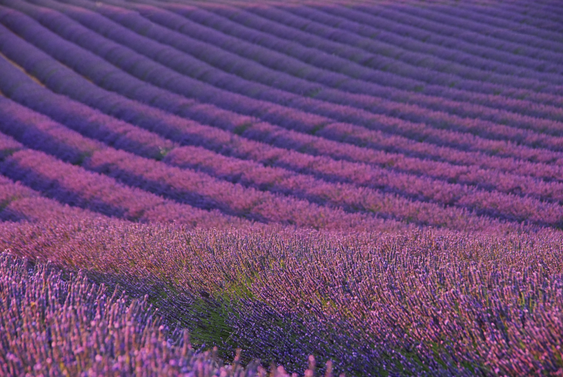 Luberon Villages & Lavender Fields Private Tour + Wine Tasting