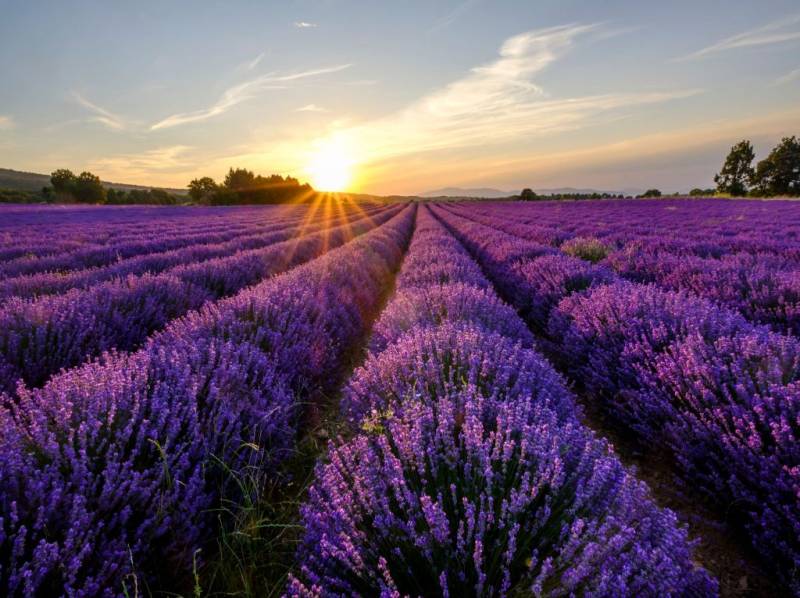Lavender Fields with sun in the horizon
