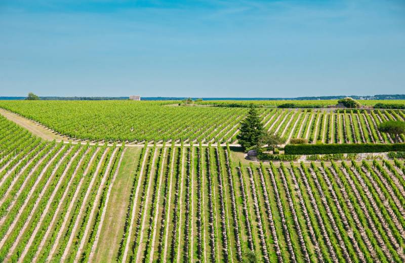 Loire valley vineyards