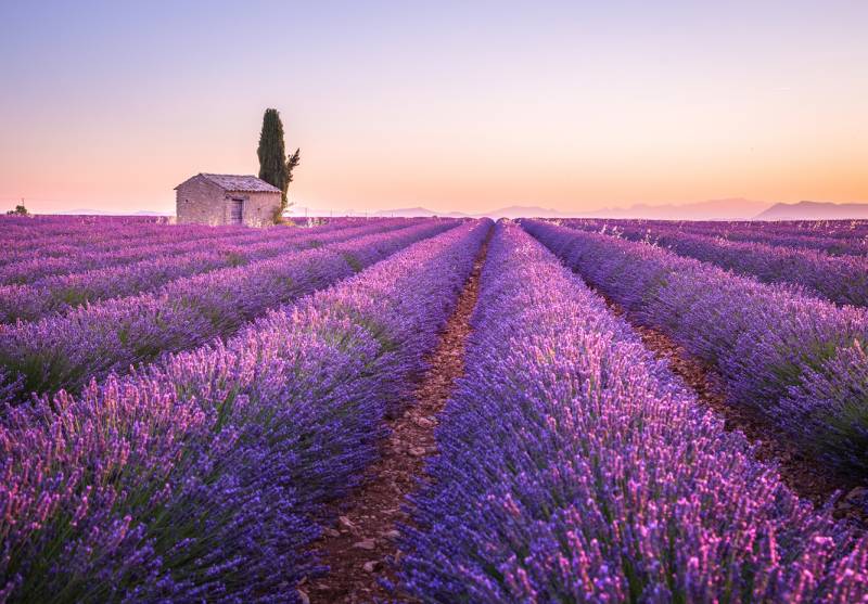 Lavender fields and traditional rocky provencal house durong a Lavender Fields & Moustiers Full Day Private Tour