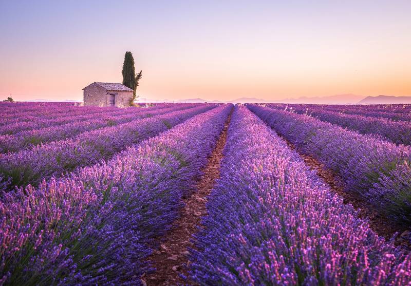 valensole lavender fields Private Sightseeing Tour by Deluxe France