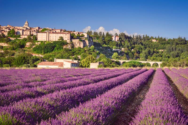 From Avignon: Lavender Fields & Sault Tour
