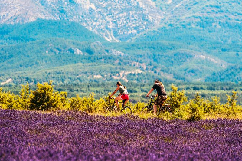 Lavender fields Bike Tour in Provence by Deluxe France