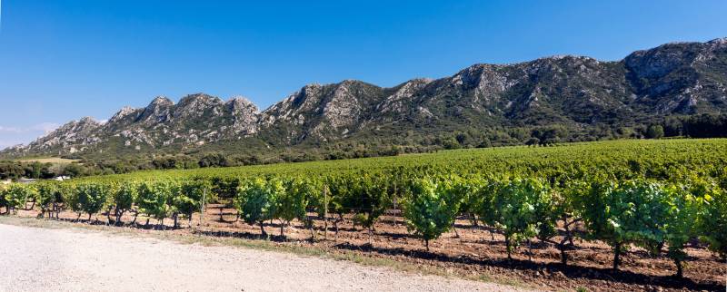 Vineyards and the Alpilles behind, panoramic landscape view of Provence