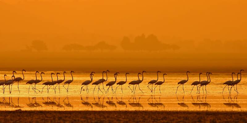 Camargue 4x4 Safari Experience