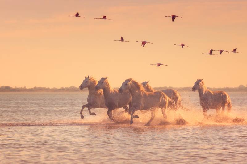 Camargue Experience Full Day Private Tour
