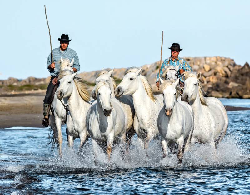 Camargue Experience Full Day Private Tour