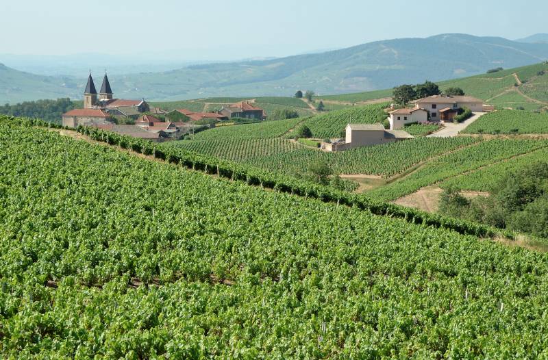 Rhone Valley vineyards landscape view