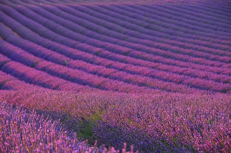 From Avignon: Lavender Fields & Sault Tour
