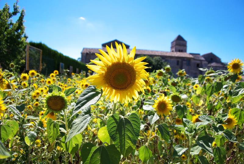 Sunflower in Provence during an Alpilles Villages Tour by Deluxe France