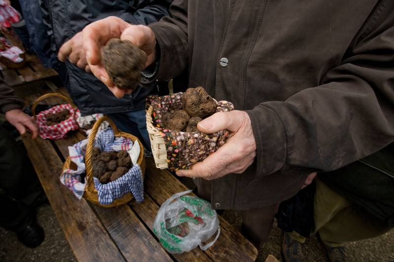 Truffle Hunting Experience