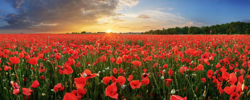 Poppy fields in Provence