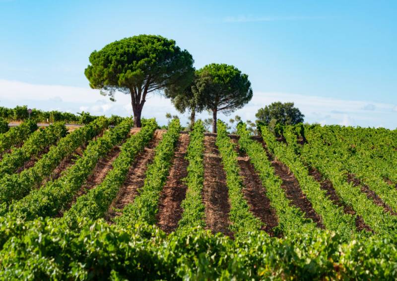 Experience Wine Tastings from Saint Tropez