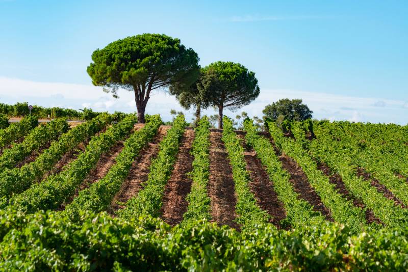 Saint Tropez Full Day Private Wine Tour