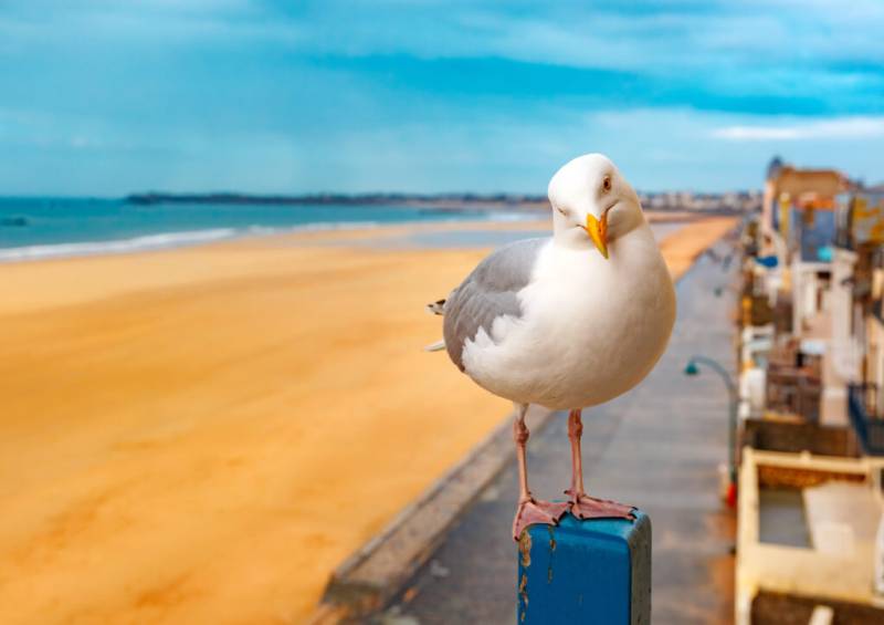 Mont Saint Michel Full Day Private Tour From Deauville