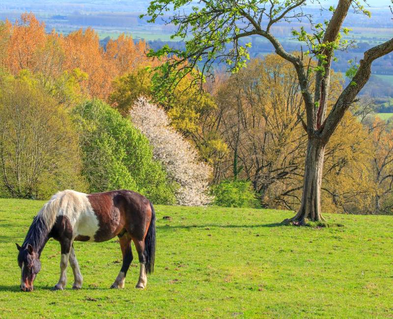 Pays d’Auge Full Day Private Tour from Deauville