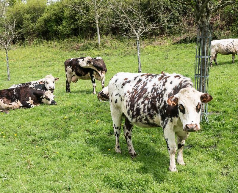 Pays d’Auge Full Day Private Tour from Deauville