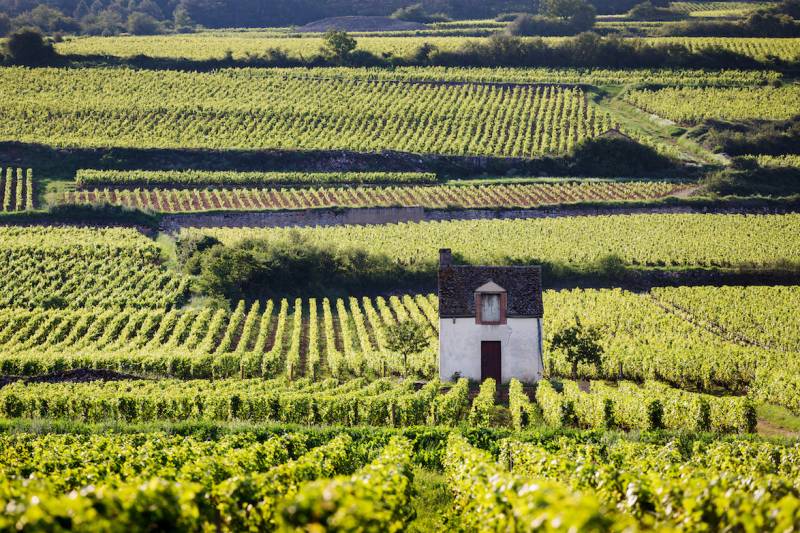 From Lyon: Burgundy Wine Tour