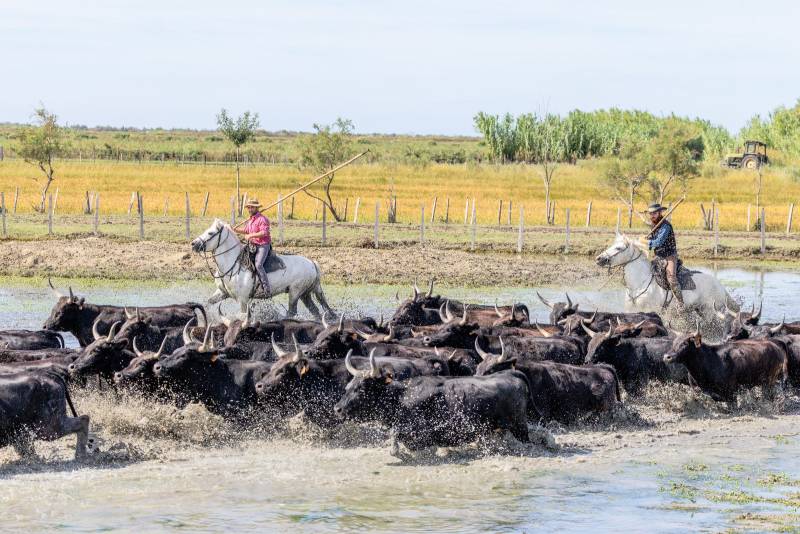 Camargue Experience Full Day Private Tour