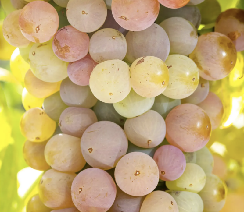 Cassis and Bandol Full Day Private Wine Tour