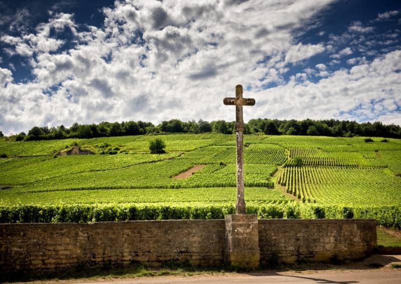 Burgundy Vineyards 
