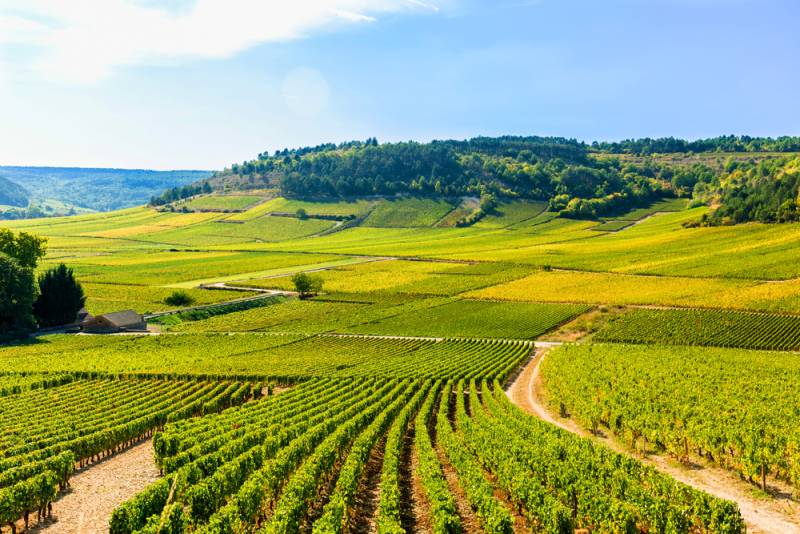 Chablis & Burgundy Wine Tour from Paris