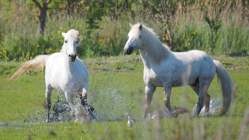 Camargue Horses