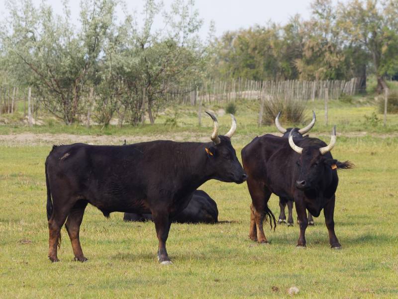 Black Bulls of Camargue