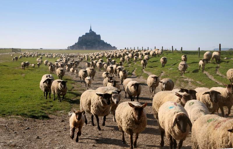 Mont Saint Michel Private Guided Walking Tour