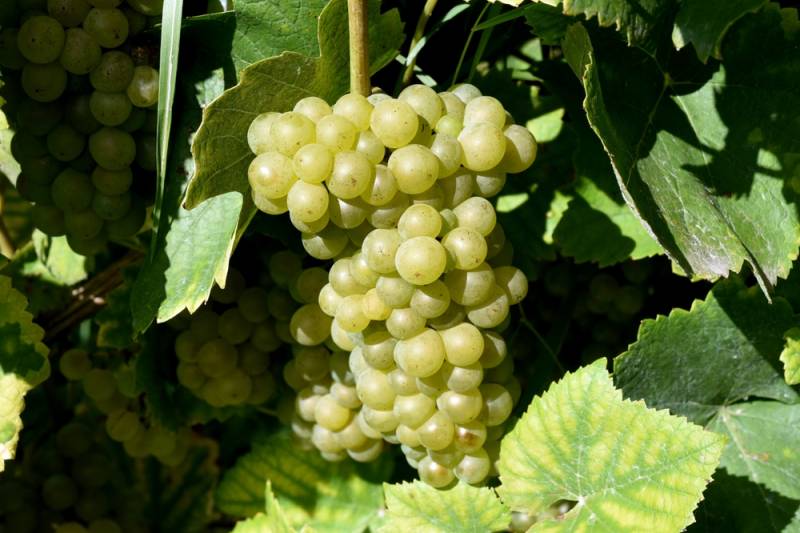 Chablis & Burgundy Wine Tour from Paris