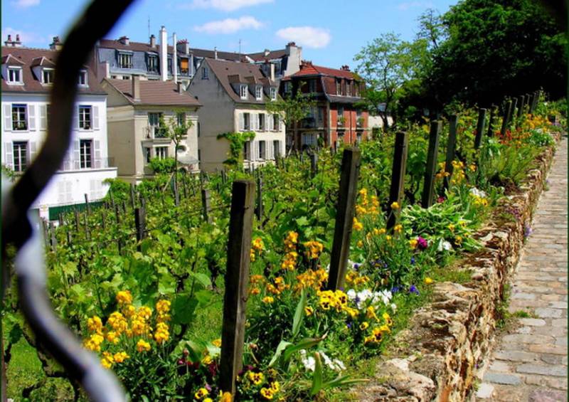 Montmartre Hidden Vineyard Exclusive Experience