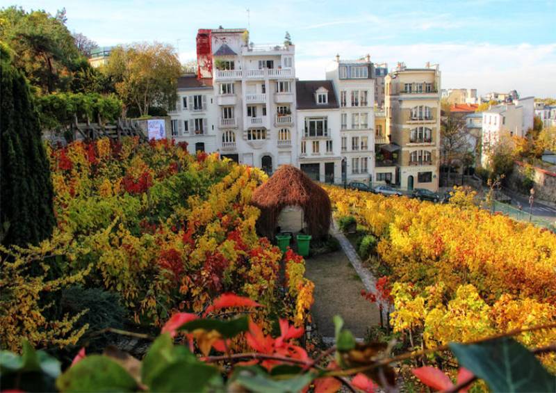 Montmartre Hidden Vineyard Exclusive Experience